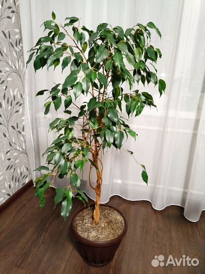 Фикус Бенджамина (8 лет)