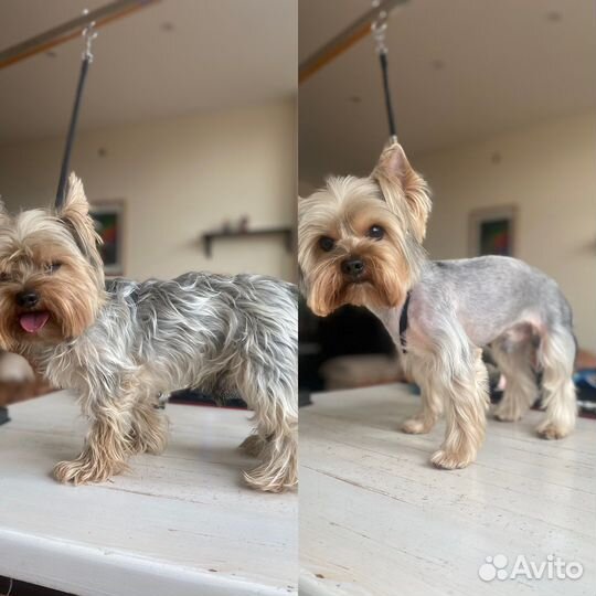 Груминг, стрижка собак, тримминг, доставка