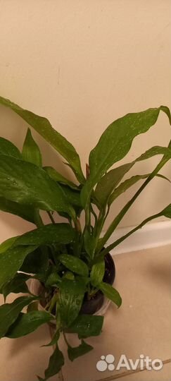 Спатифиллум