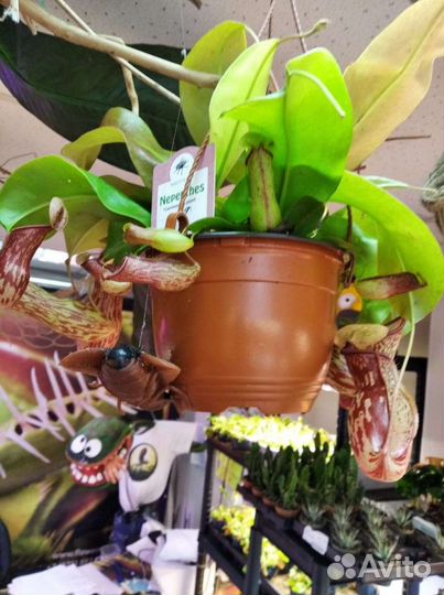 Непентес хищник