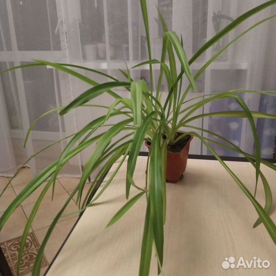 Хлорофитум