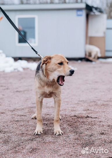Собака-подросток в добрые руки