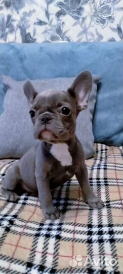Мини французский бульдог