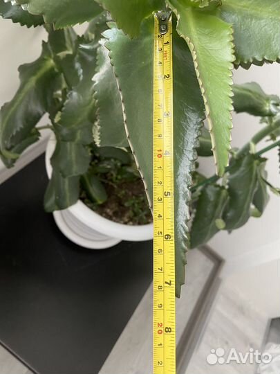 Каланхое лечебное (живородящее)