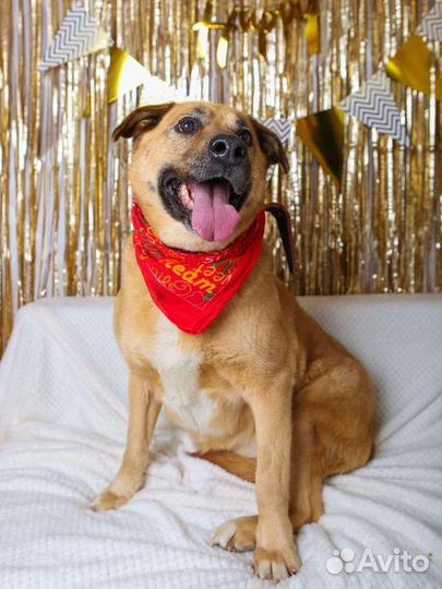 Бася собака, сгусток нежности