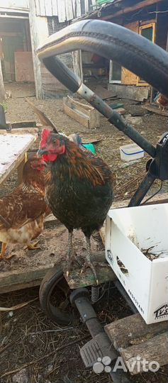 Куры мехеленская кукушка