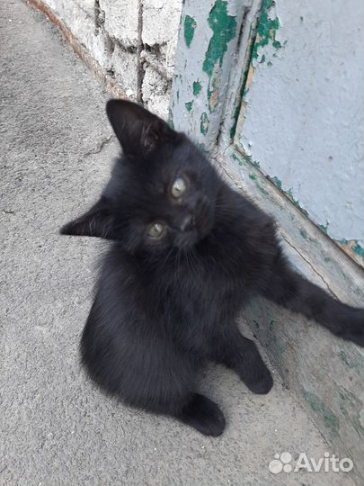 Котята в добрые руки девочки