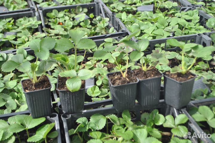 Рассада клубники