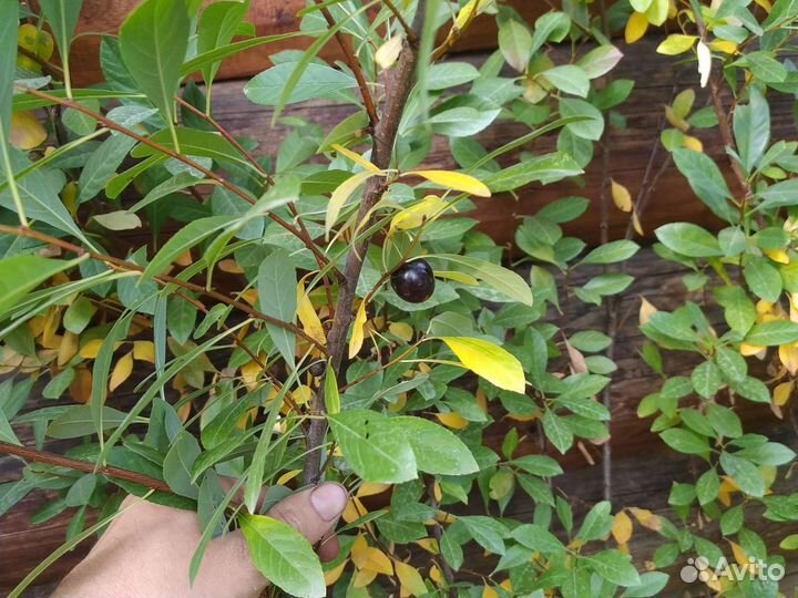 Саженцы вишни бессея