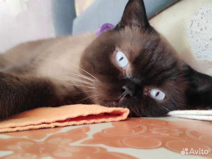 Кот в добрые руки