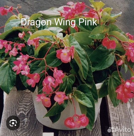 Бегонии сортовые