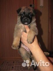 Бельгийская овчарка