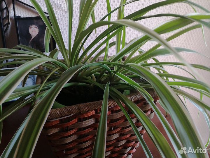 Хлорофитум