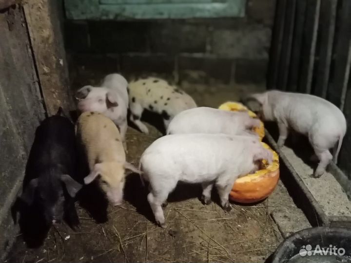 Поросята