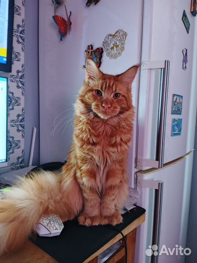 Мейн-кун полидакт вязка