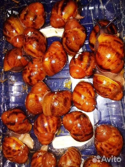 Тигры, сутуралисы, иктерики, ретики