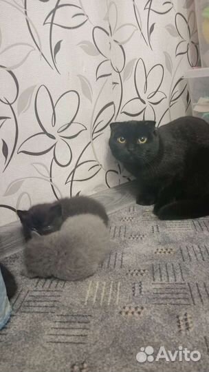 Шотландские котята