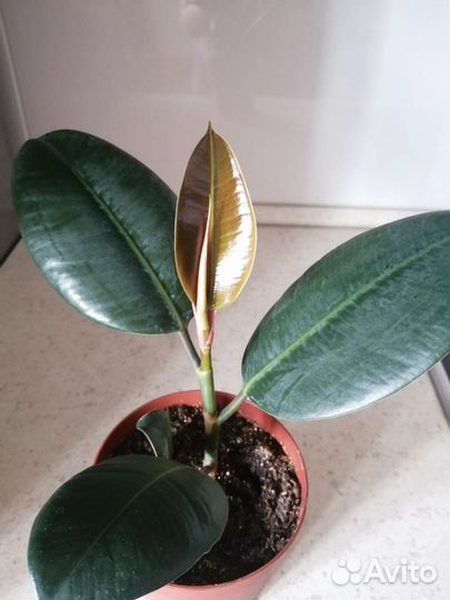 Фикус эластика каучуконосный