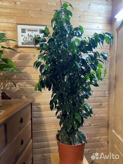 Фикус бенджамина даниэль D-27/ H-145