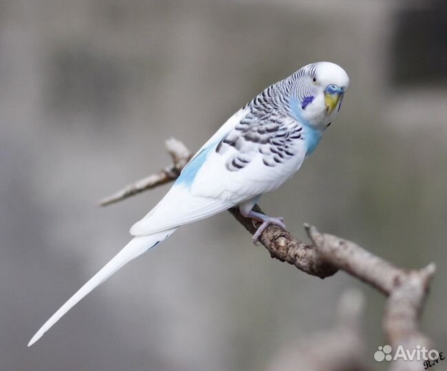 Волнистый попугай