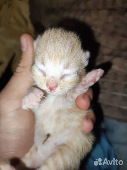 Котята отдам бесплатно
