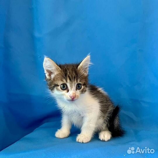 Котенок Сава возраст 1,5 месяца в добрые руки