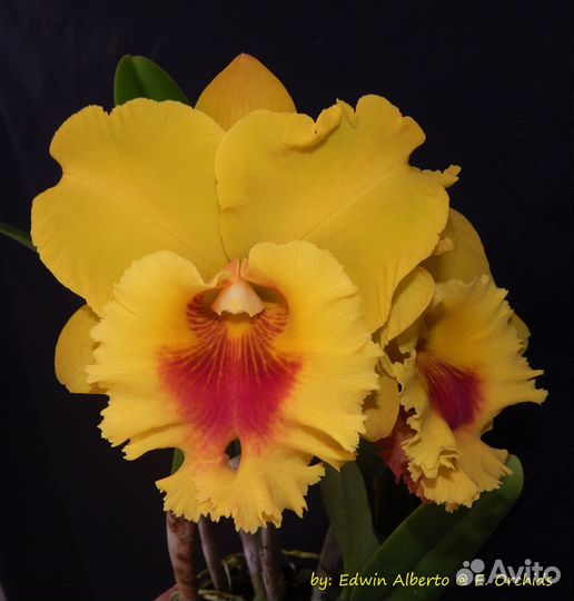 Орхидея. Каттлея.Rlc. NP Gold