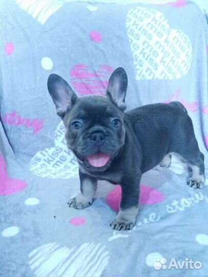 Малыши французики