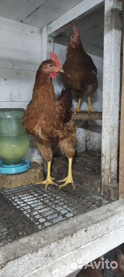 Куры домашние