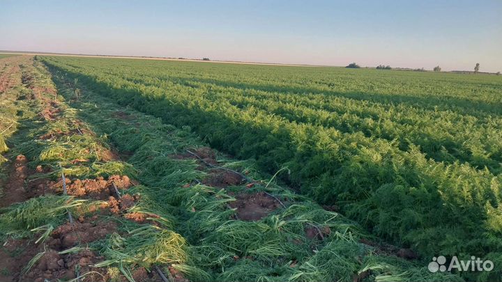 Морковь крупная