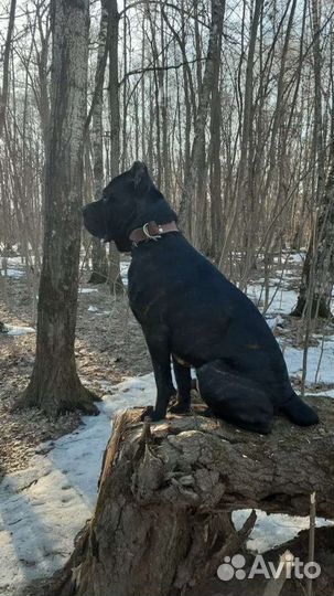 Кане Корсо вязка