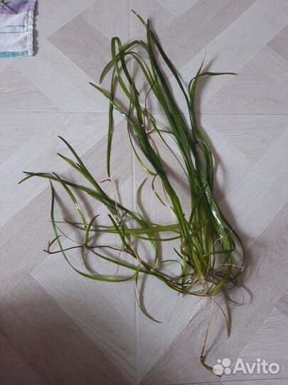 Аквариумные растения