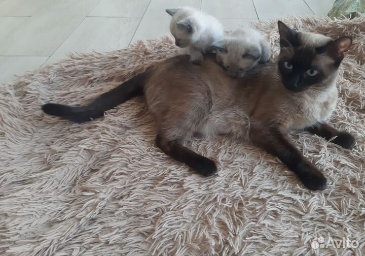 Тайские котята