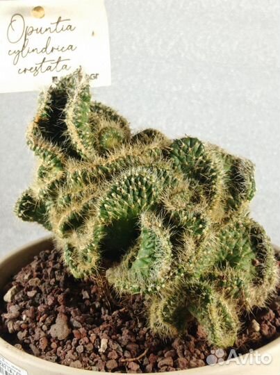 Кактус Опунция / Opuntia Cylindrica Crestata