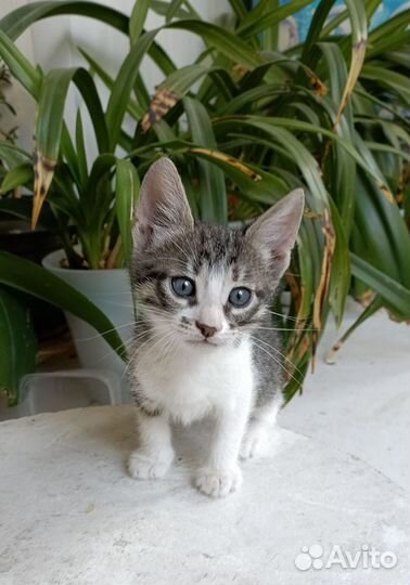 Котенок в добрые руки