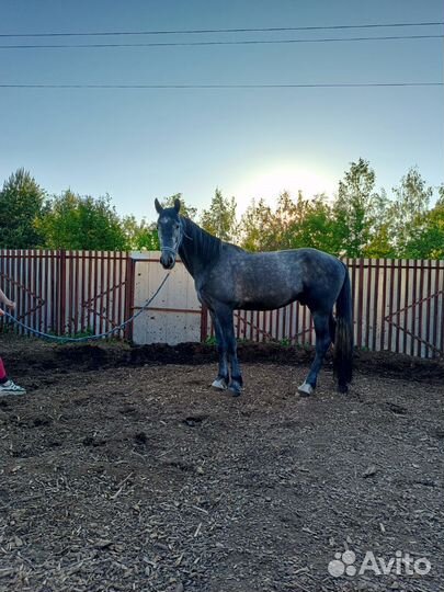 Мерин обмен