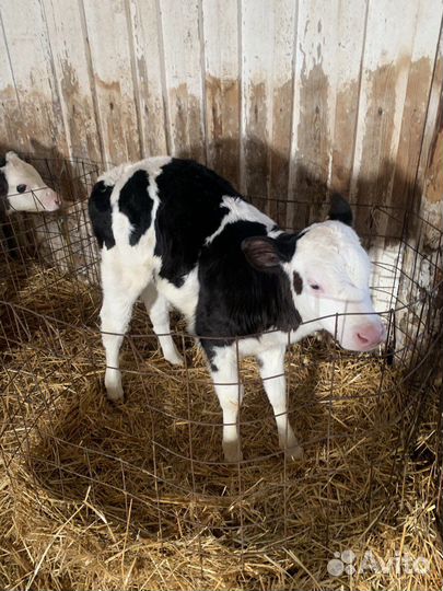 Крс бычки И телки