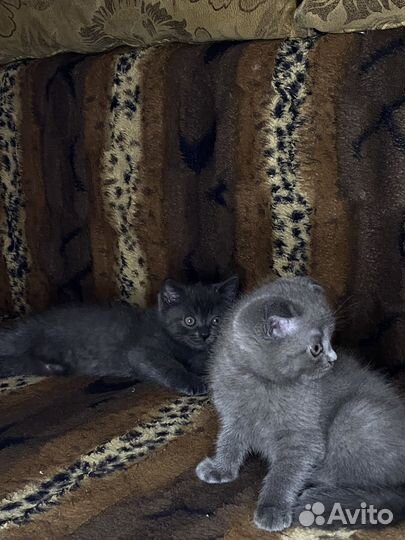 Британские котята