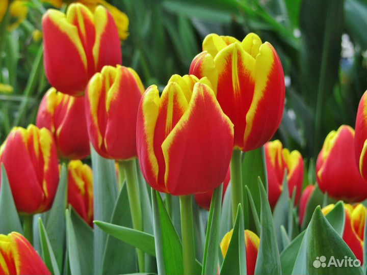 Луковицы тюльпанов