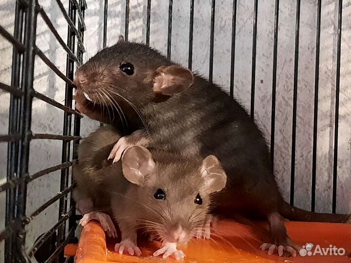Крысята Дамбо. Крысы Chocolate Black. Питомник
