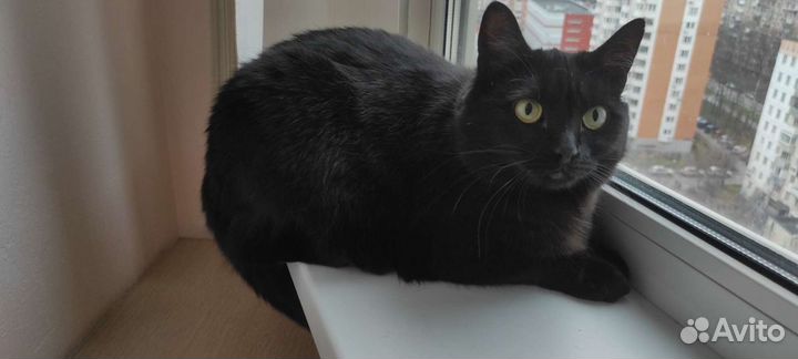 Кошка в добрые руки