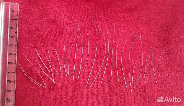 Усы кота, брови кота, вибриссы кота