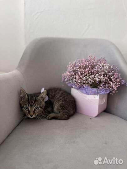 Котенок 2 месяца