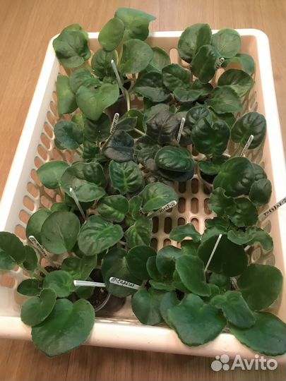 Продаю срезанные черенки и детки фиалок