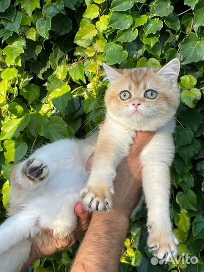 Яркая девочка золотая шиншилла ny11