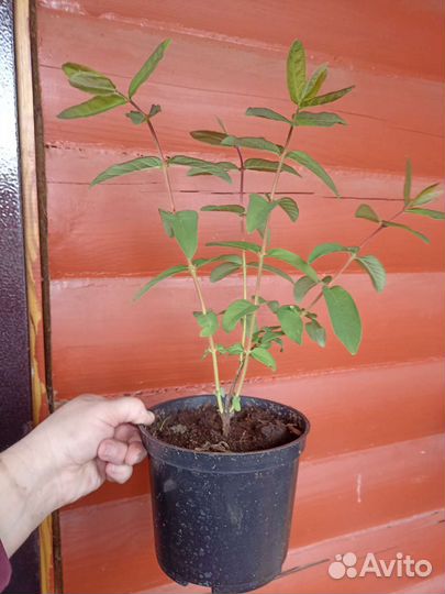 Саженцы жимолости сорт Лакомка