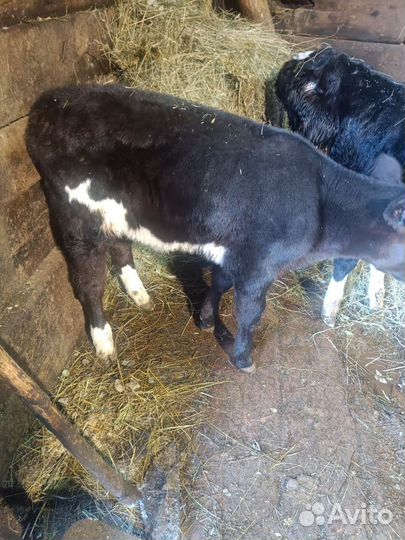 Телята телочки