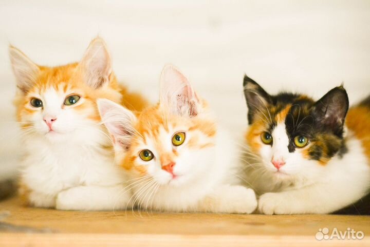Пушистики котята