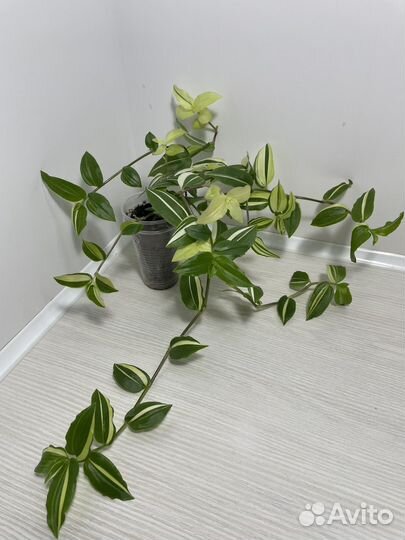 Традесканция Желтый холм (Yellow hill)