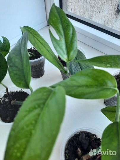 Эпипремнум пиннатум